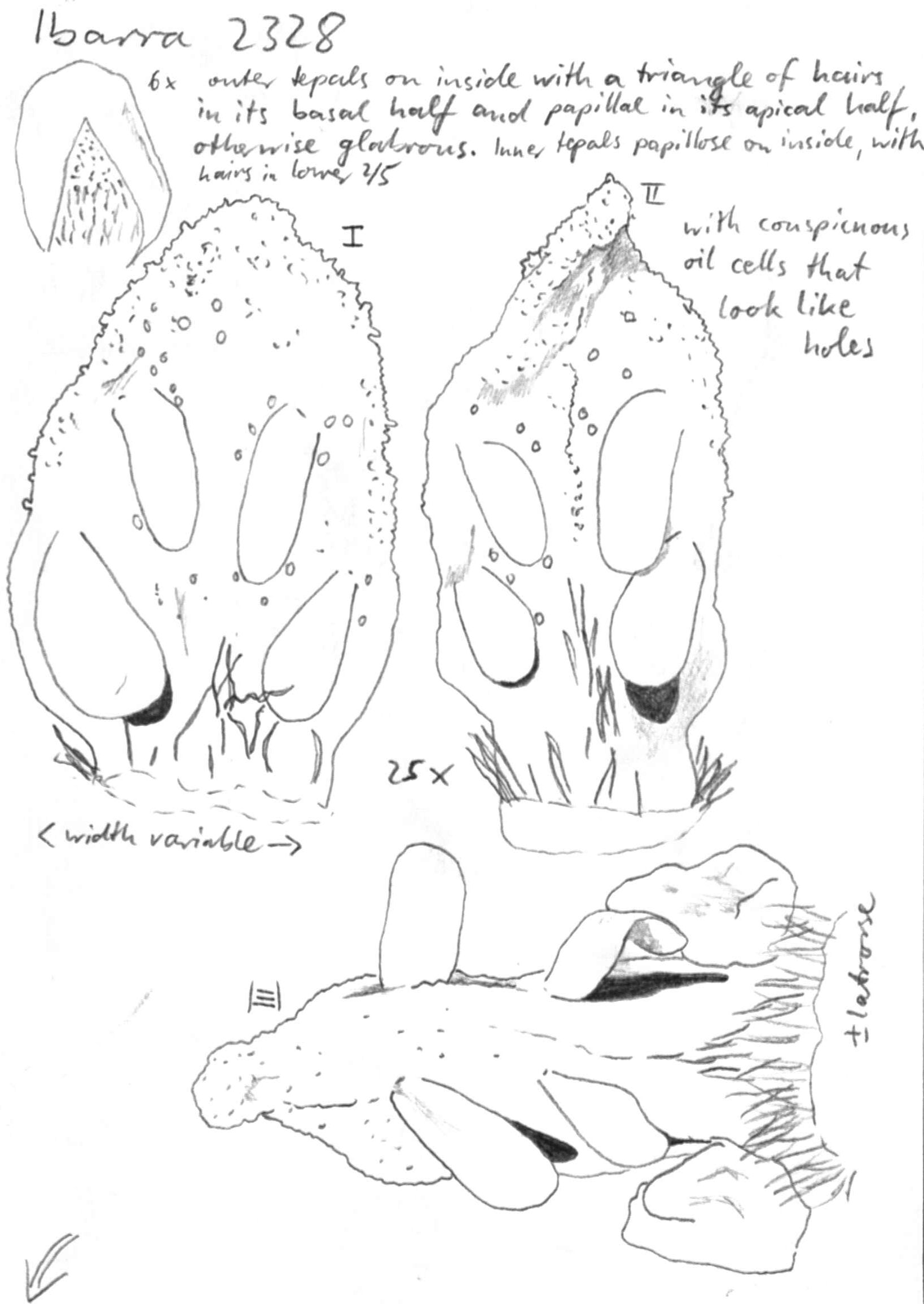 Vorschaubild Ocotea verticillata Rohwer